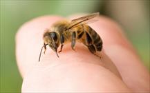 Úc phát triển loại vắc xin mới chống dị ứng nọc ong
